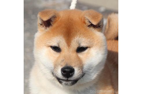 成約済の愛知県の柴犬-348080の2枚目